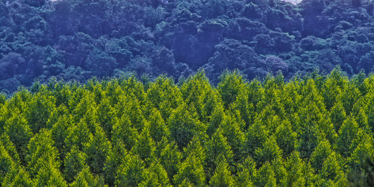 TRANSPLANTE E RECOLOCAÇÃO DE ÁRVORES