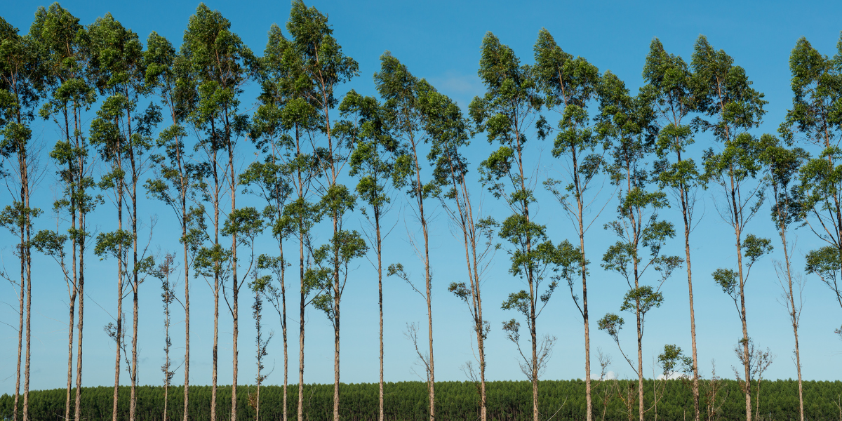 COMPENSAÇÃO AMBIENTAL (TAC E FINS)